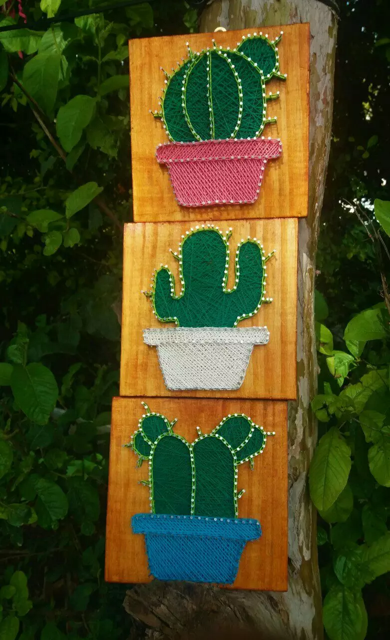 hilorama Cactus x 3 🌵